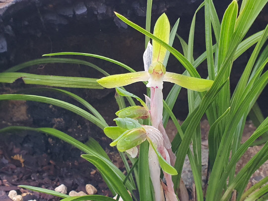 3일 국립세종수목원 난초과식물전시온실에서 봄을 알리는 식물인 '보춘화'가 활짝 펴 관람객을 맞이하고 있다.  국립세종수목원 제공